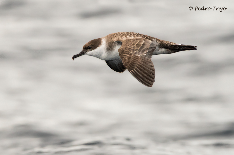 Pardela capirotada (Puffinus gravis)